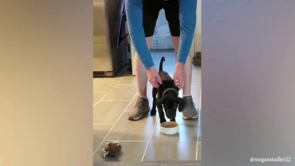 When your dog loves your boyfriend more than you