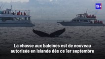 La chasse aux baleines est de nouveau autorisée en Islande dès ce 1er septembre