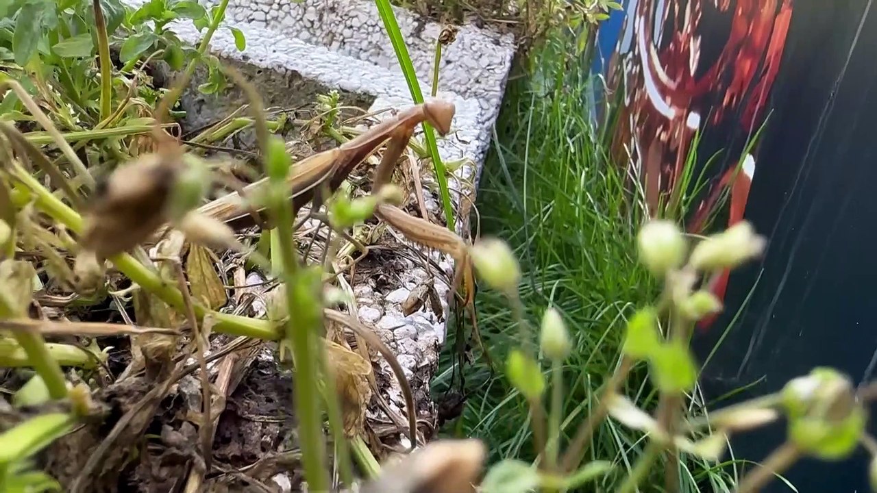 Gazeta Lubuska. Zielona Góra. Modliszki dotarły do Zielonej Góry