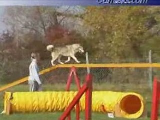 Oumiak's pleine lune at agility, october 2007
