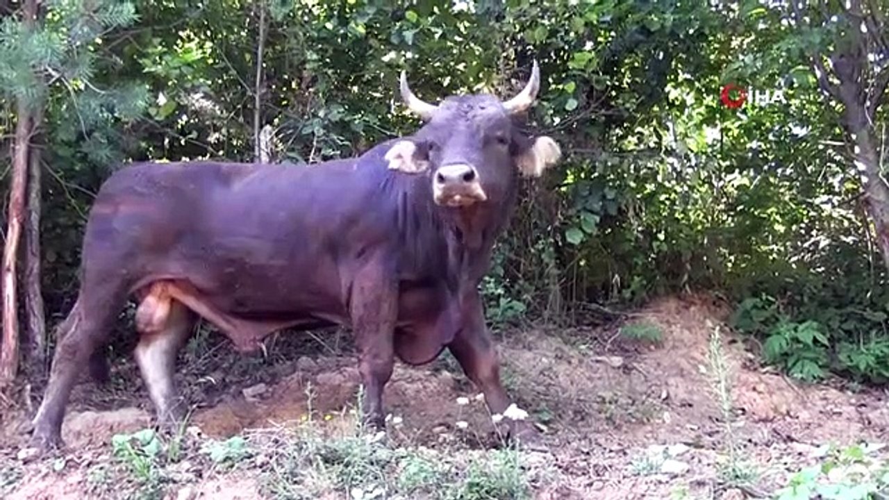 Le taureau de 24 ans, 19 fois champion, attire beaucoup d'attention