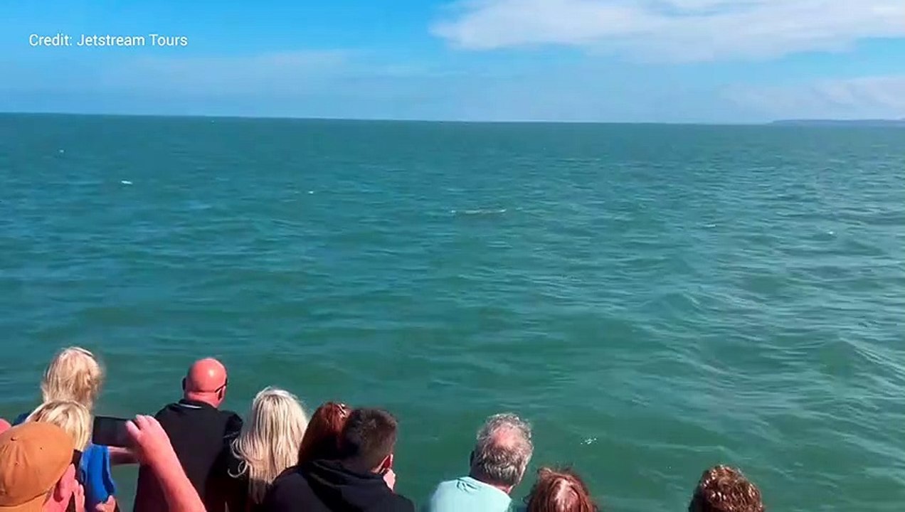 Dolphins spotted off Kent coast