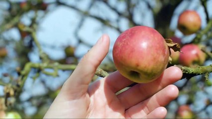 Cata de sidra Valverán 20 Manzanas