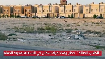 مطالبات قبل سقوط ضحية.. الكلاب الضالة في "شعلة الدمام" عرض متواصل!