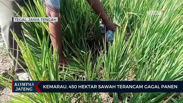 Dampak Musim Kemarau, 450 Hektar Sawah di Tegal Terancam Gagal Panen