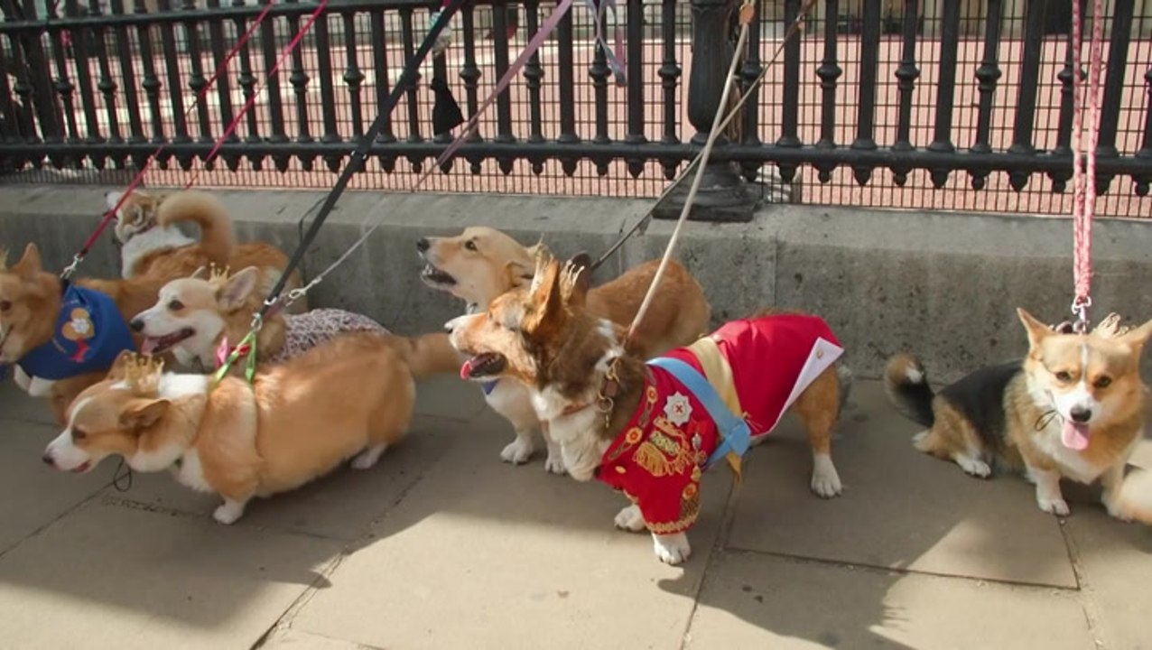 Dozens of Corgis gather outside Buckingham Palace in tribute to Queen Elizabeth II