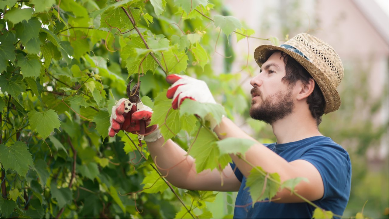 Diese drei Gehölze brauchen im September einen Rückschnitt