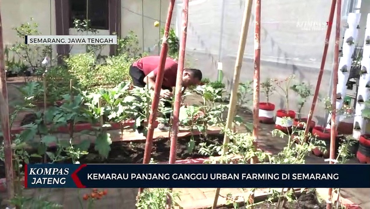 Kemarau Panjang Ganggu Urban Farming di Kota Semarang
