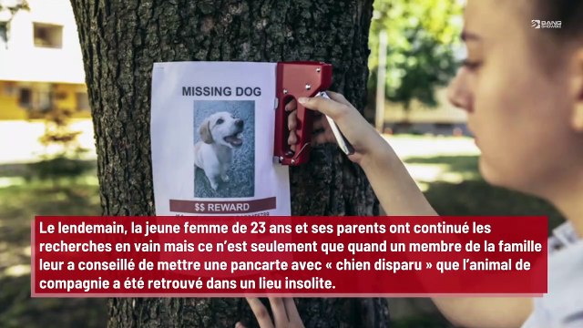 Un chien s’échappe de chez lui pour aller au concert de Metallica !