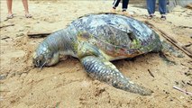 Xác rùa biển quý hiếm nặng hơn 80kg dạt vào bãi biển Vũng Tàu