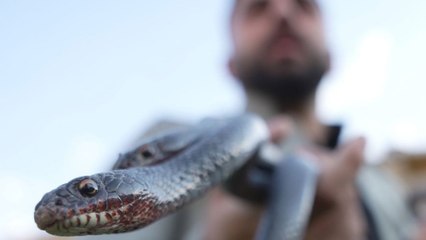 Yılan yağından para kazanıyorlar