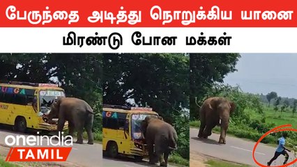 Andhra-ல் ஊருக்குள் புகுந்து பேருந்தை அடித்து நொறுக்கிய யானை | Oneindia Tamil