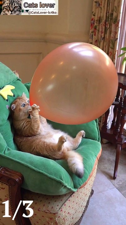 Funny cat's Video | Nice Cat's video | Beautiful cats | Wonderful Cat's Video