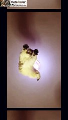 Funny cat's Video | Nice Cat's video | Beautiful cats | Wonderful Cat's Video