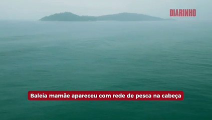 Baleia mamãe apareceu com rede de pesca na cabeça  