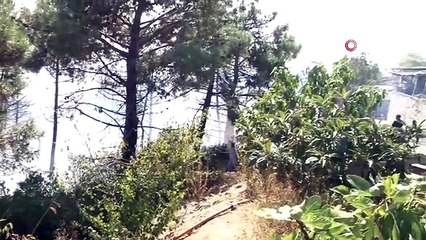 İstanbul Maltepe'de Orman Yangını