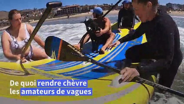 Des chèvres qui surfent ? En Californie, des biquettes brûlent les planches