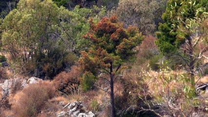 Il rogo di Monte Pellegrino, 15 giorni per spegnerlo