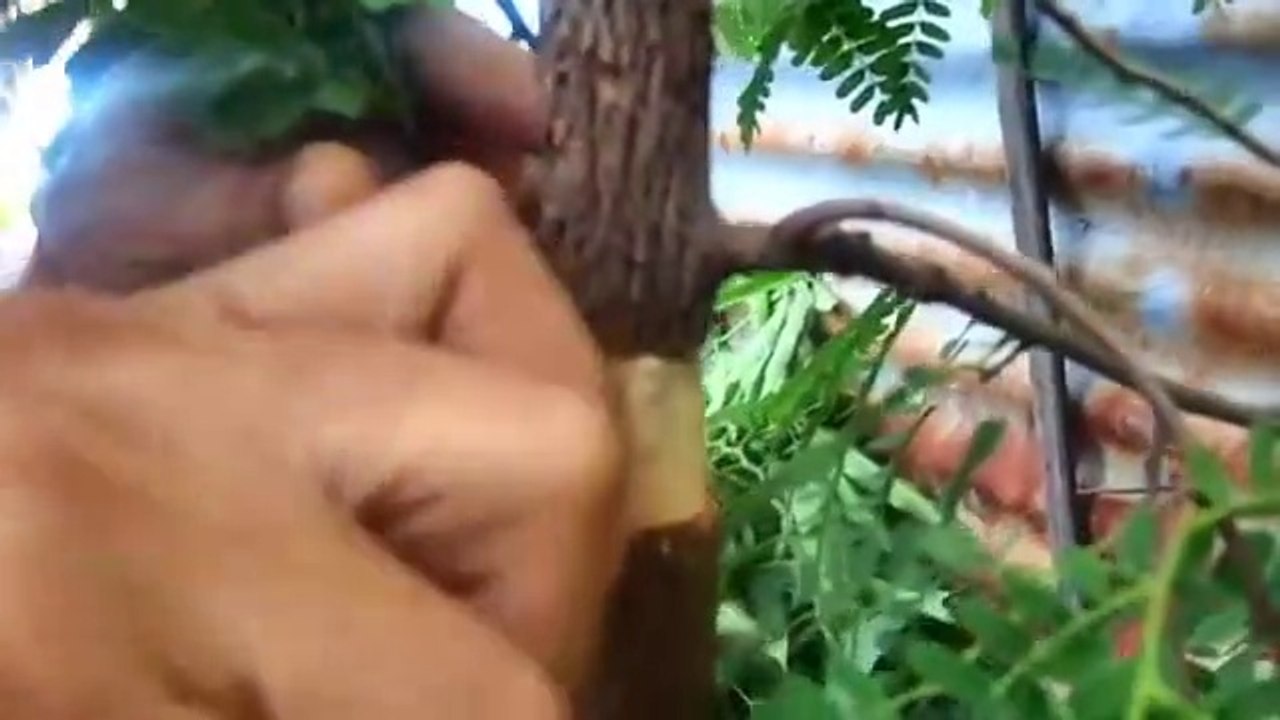 HOW TO MAKE TAMARIND BONSAI FROM MARCOT