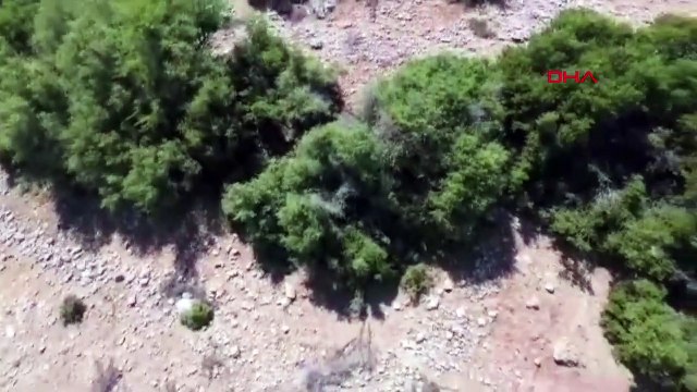 Le berger a filmé le chacal attaquant le troupeau de chèvres avec un drone