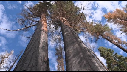 Incendi in California, l'uomo prova a salvare le sequoie giganti