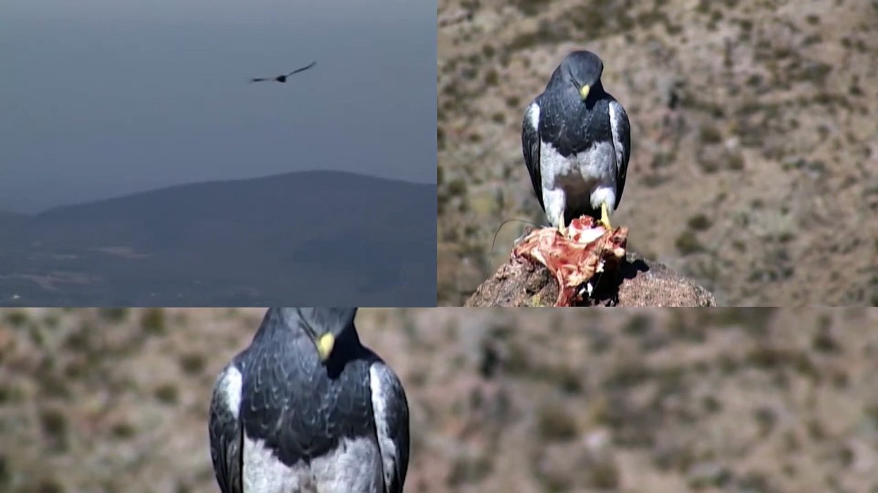 Mix Música Naturaleza Vuelo Danza de Cóndores y Aguila[1]