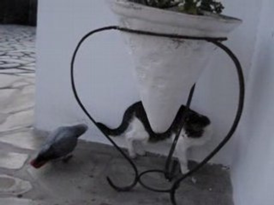 jaquot et le chat