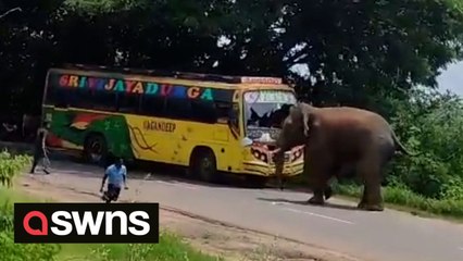 Elephant smashed through the front of a bus causing passengers to flee for safety