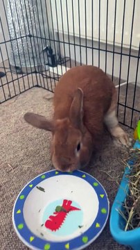 Bunny fait une crise de colère pour plus de salade