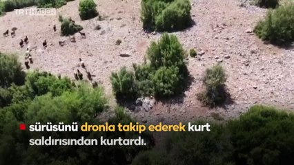 Denizli'de çoban dron sayesinde keçisini kurttan kurtardı