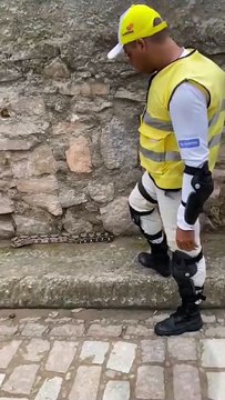 Veja o momento em que jiboia é capturada na Cruz das Almas