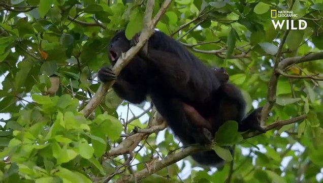 Les étonnants singes hurleurs du Guatemala