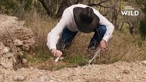 Les dangereuses rafles de crotales au Texas