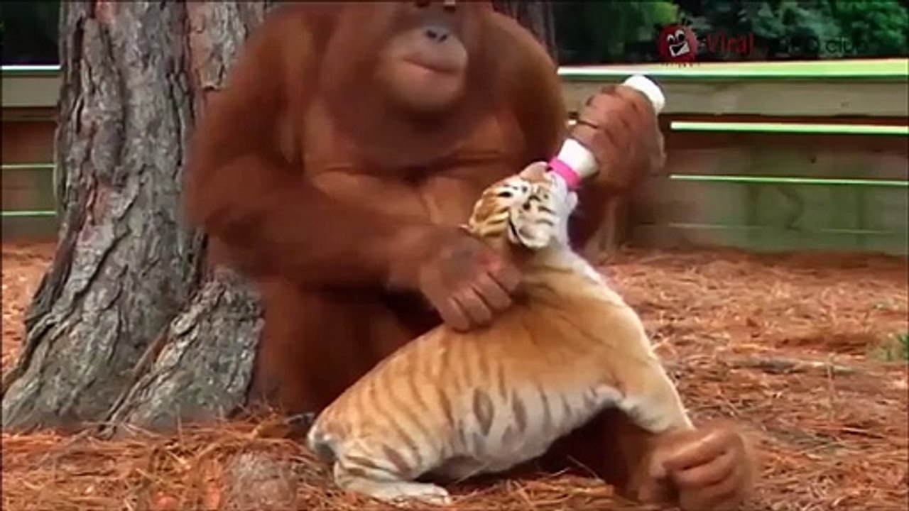 Cet Orang-outan donne le biberon a un bébé tigre