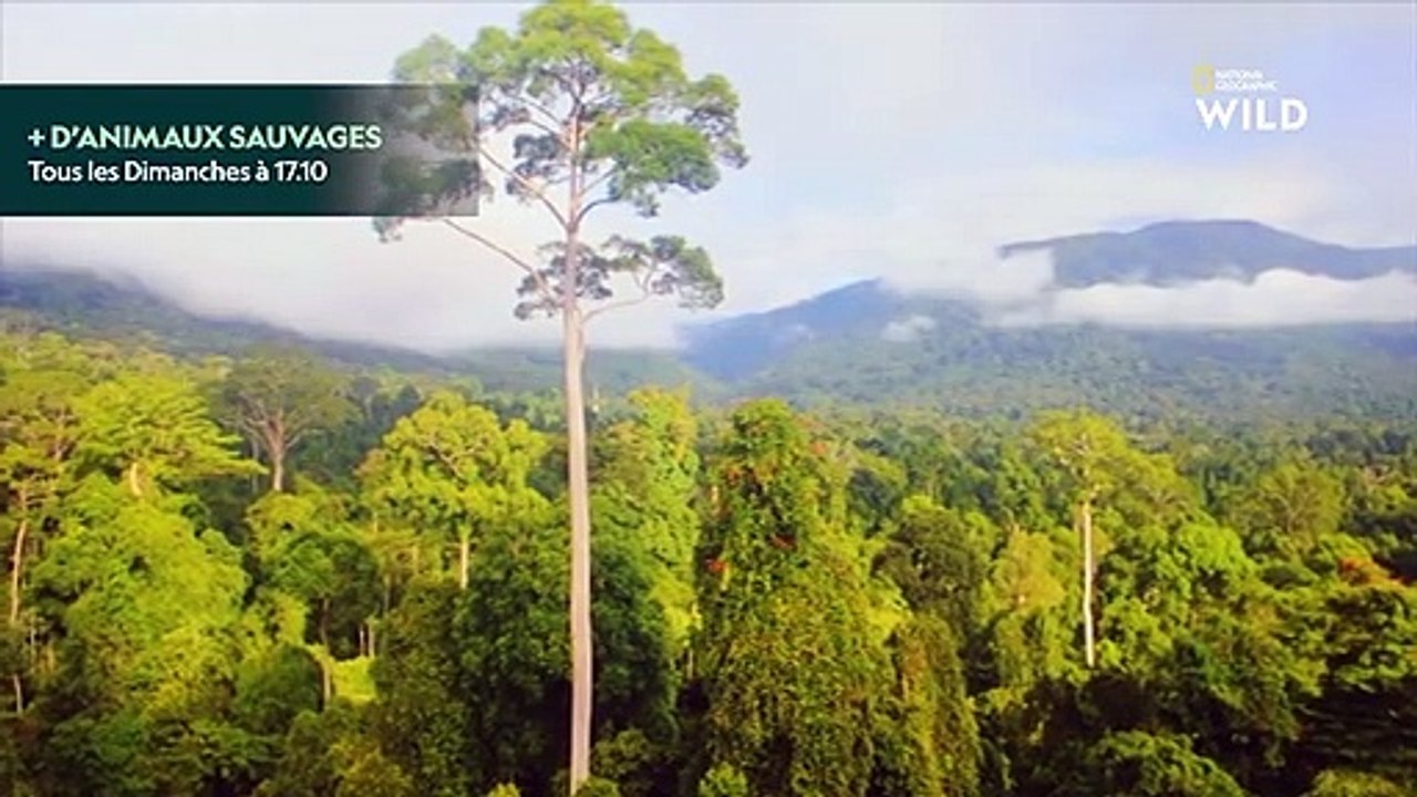 Les orangs-outans de Bornéo, fiers maîtres des cimes de la canopée