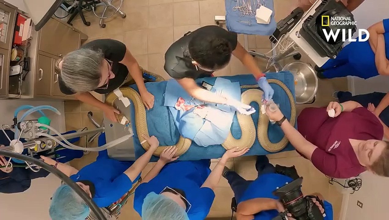 Opération délicate pour enlever les nodules d'un serpent