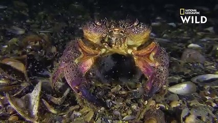 Quelle influence a la lune sur les requins    SHARK FESTIVAL