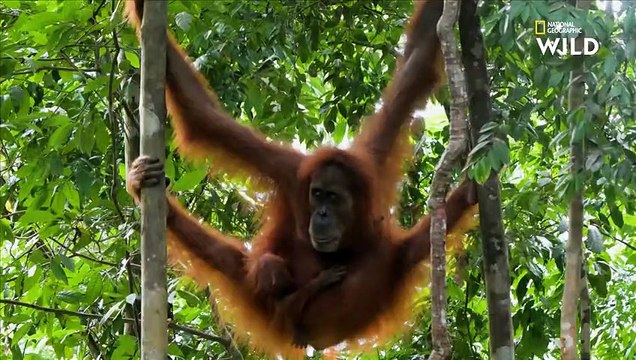 Séance photo avec d'adorables petits orangs-outans L'ARCHE DES ESPÈCES MENACÉES