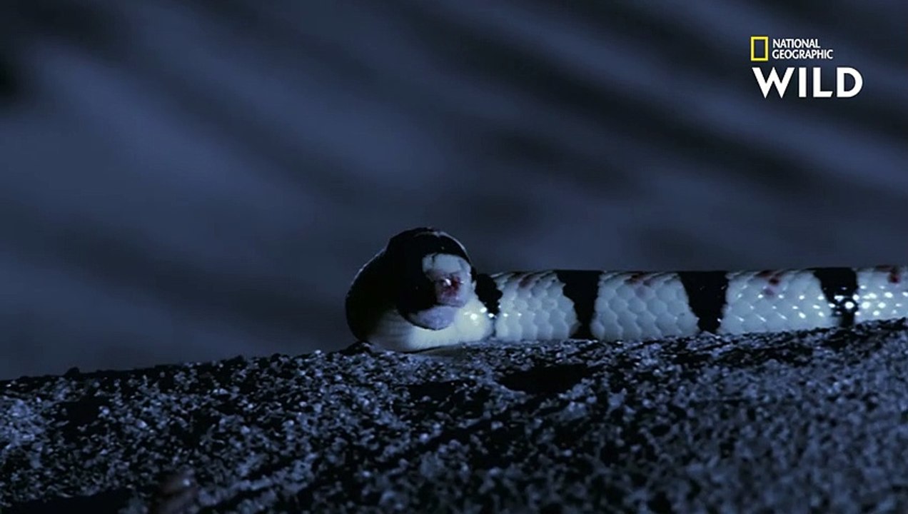 Scorpion ou scolopendre, la nuit de tous les dangers pour ce serpent affamé