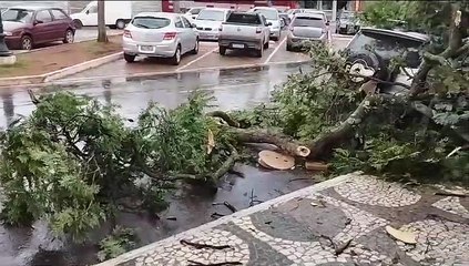 Galho cai sobre carro que estava estacionado na avenida Paraná, centro de Umuarama