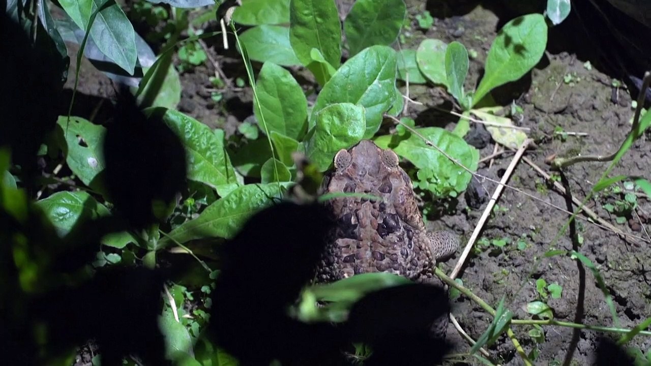 Un-bericht: invasive arten spielen weltweit schlüsselrolle bei artensterben