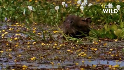 Un anaconda étouffe et dévore tout rond un capybara