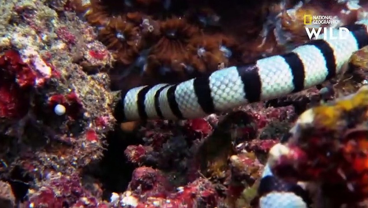 Un cobra de mer affronte et dévore une murène