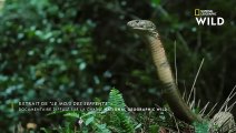 Un cobra engloutit un serpent-ratier de 3 mètres