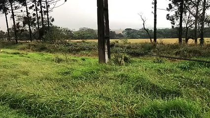 Ventania derruba árvore sobre a rede de alta tensão na BR-277