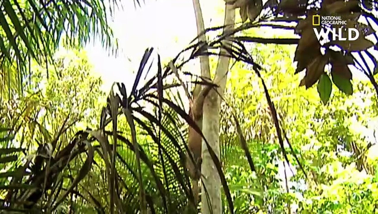 Un puma grimpe aux arbres pour chasser un paresseux