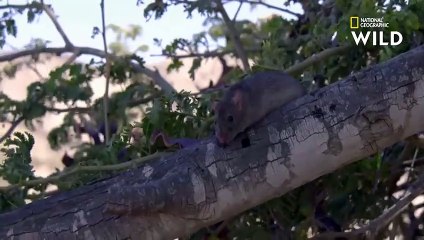 Une seule dose du venin du mamba noir suffit à tuer 40 Hommes