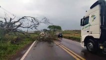 Estrada Bonfim: Árvores caem no trecho entre o hospital veterinário e o parque de exposições