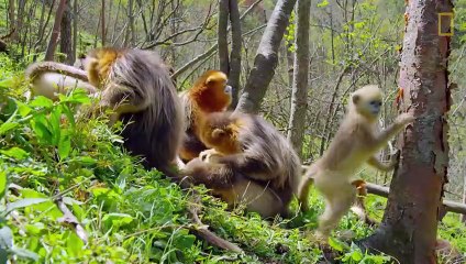 Ce petit singe est la nouvelle coqueluche de sa famille
