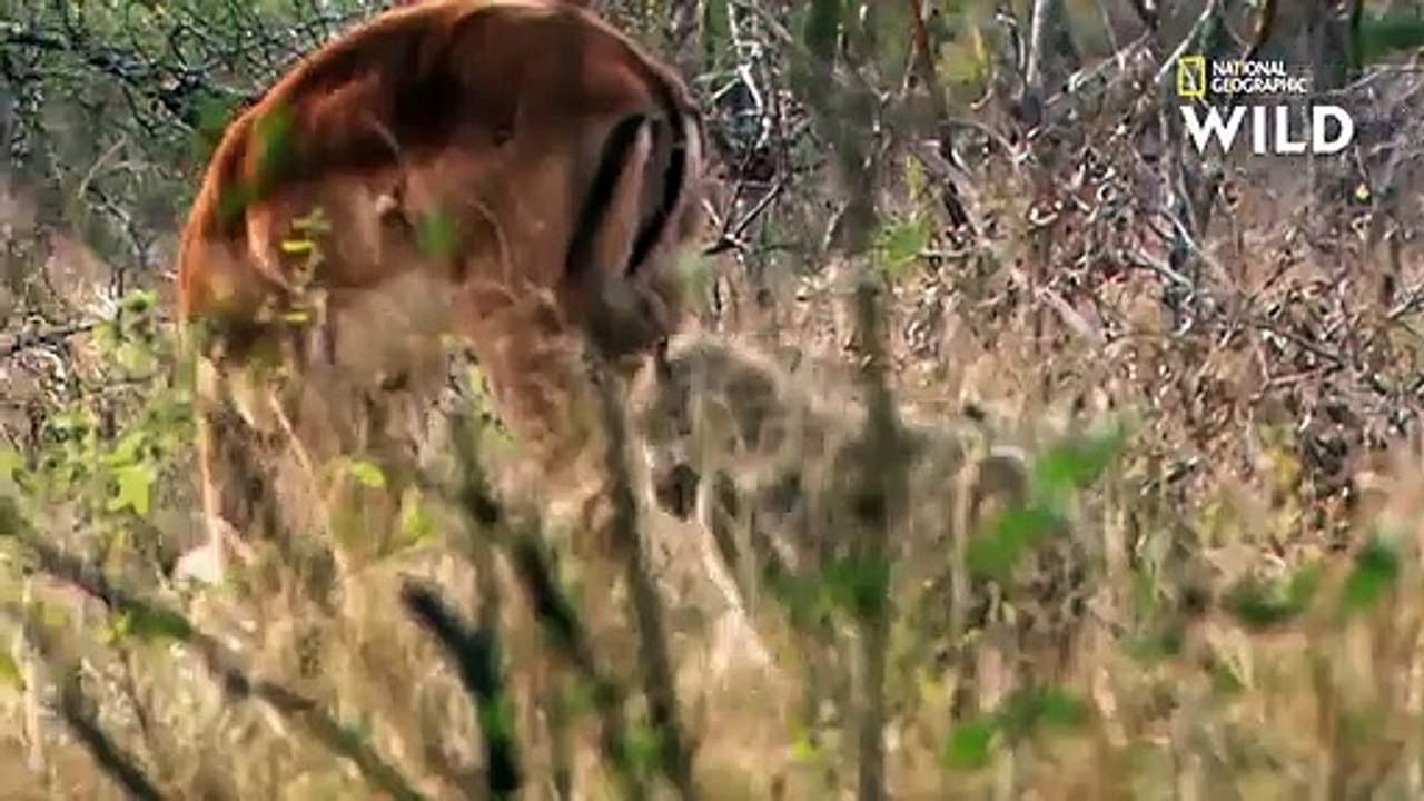 Chez le babouin, le désir de viande est parfois trop fort